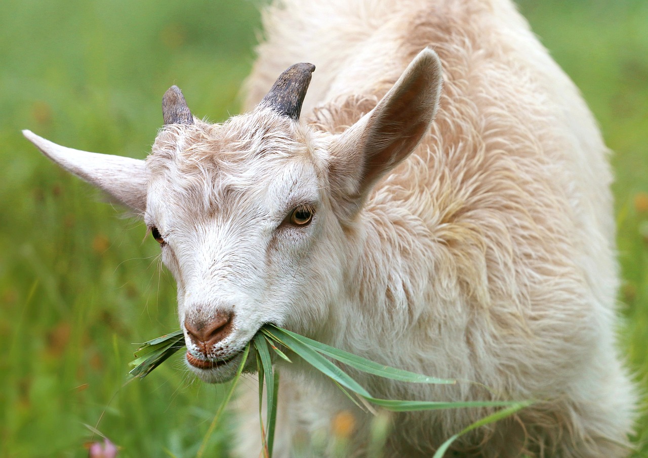 goat, grass, livestock-1596880.jpg