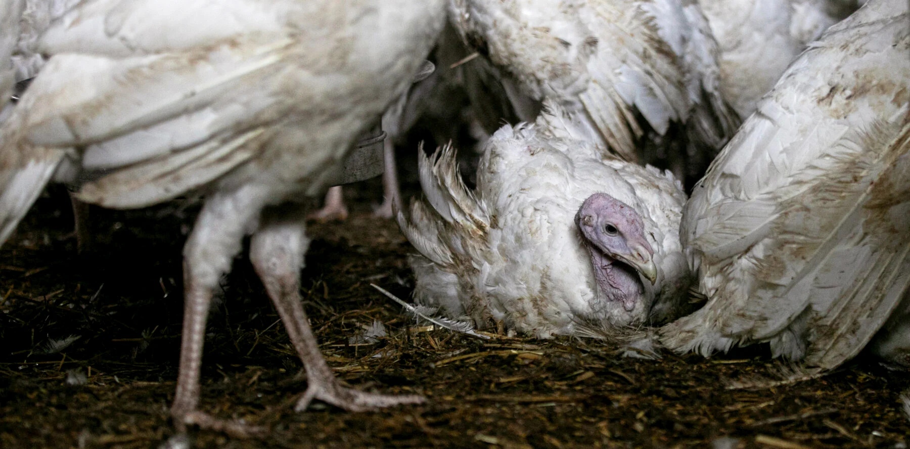 Poultry farming